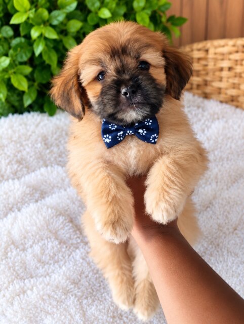 Shih Tzu Pomeranian Mix