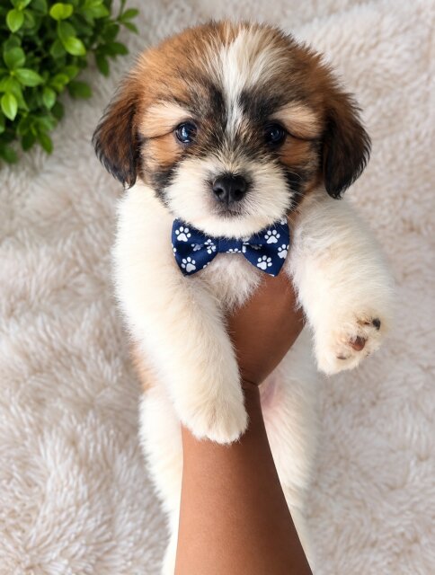 Shih Tzu Pomeranian Mix