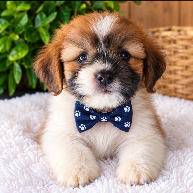Shih Tzu Pomeranian Mix