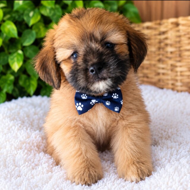 Shih Tzu Pomeranian Mix