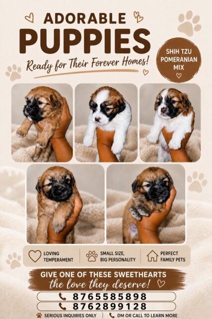 Shih Tzu Pomeranian Mix Dogs Ocho Rios