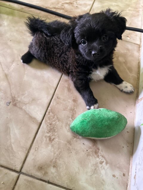 7 Weeks Old Pomeranian Shihtzu Puppy