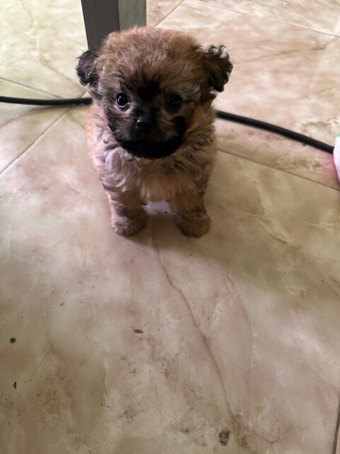 7 Weeks Old Pomeranian Shihtzu Puppy