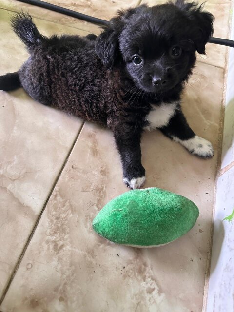 7 Weeks Old Pomeranian Shihtzu Puppy