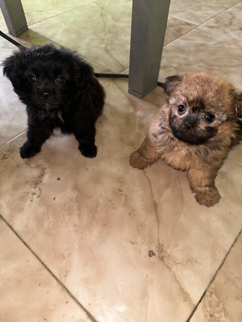 7 Weeks Old Pomeranian Shihtzu Puppy Dogs Cross Road