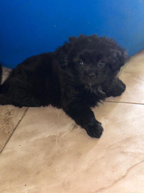 7 Weeks Old Pomeranian Shihtzu Puppy