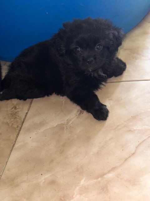 7 Weeks Old Pomeranian Shihtzu Puppy