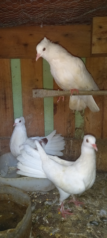 Mixed Pigeon 