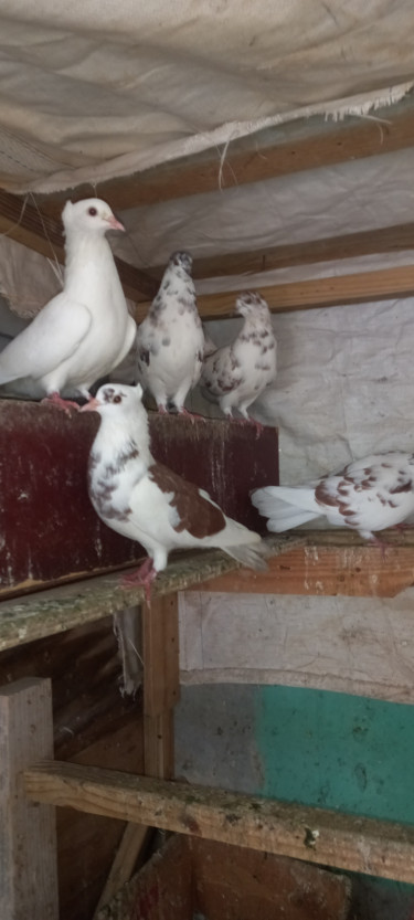 Mixed Pigeon 