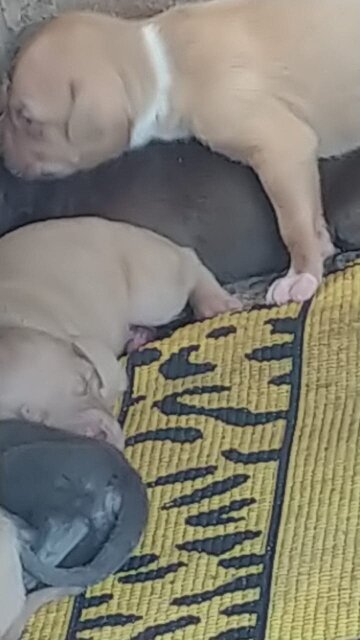 Ptibull Puppies