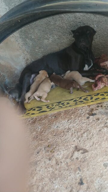 Ptibull Puppies Dogs Oracabessa