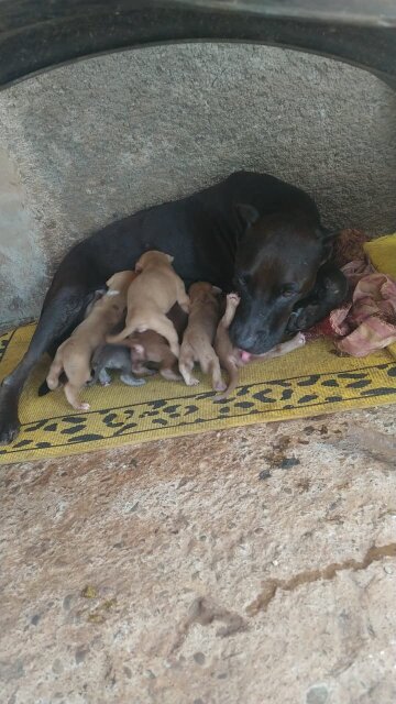 Ptibull Puppies