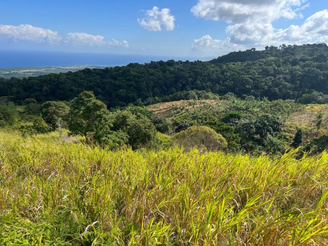 Land For Sale| Richmond Sam Clark, St. Ann