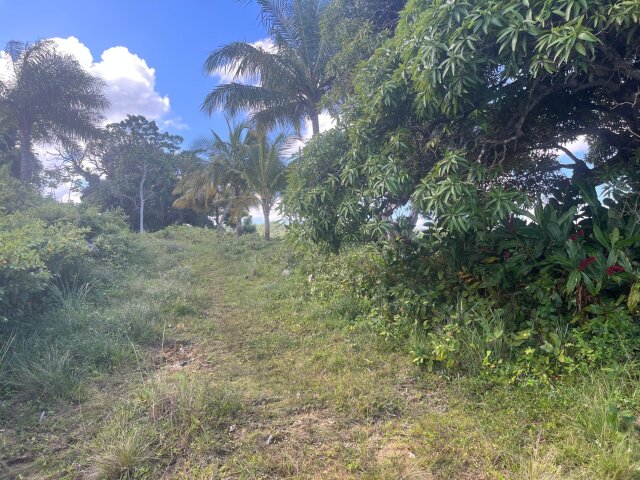 Land For Sale| Richmond Sam Clark, St. Ann