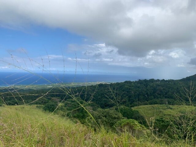 Land For Sale| Richmond Sam Clark, St. Ann