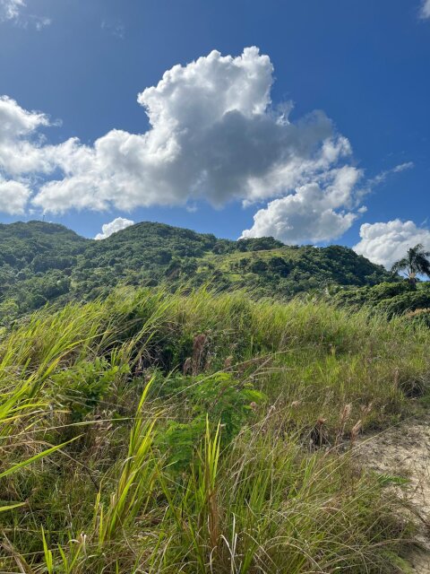 Land For Sale| Richmond Sam Clark, St. Ann