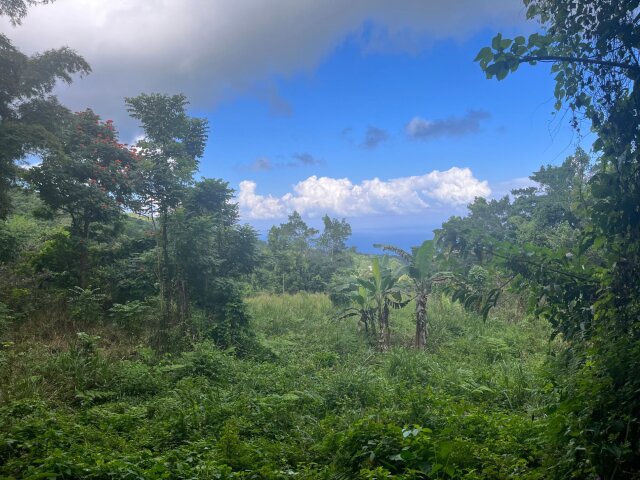 Land For Sale| Richmond Sam Clark, St. Ann