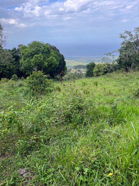 Land For Sale| Richmond Sam Clark, St. Ann