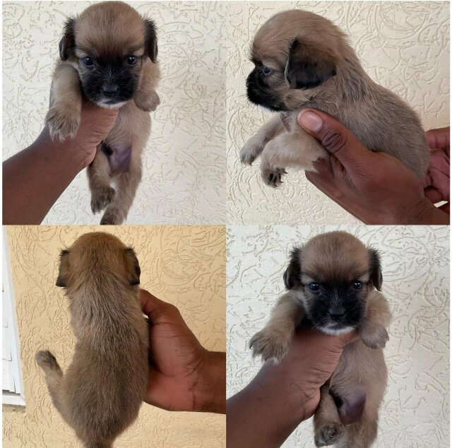 Cockerspniel Shih Tzu Mix