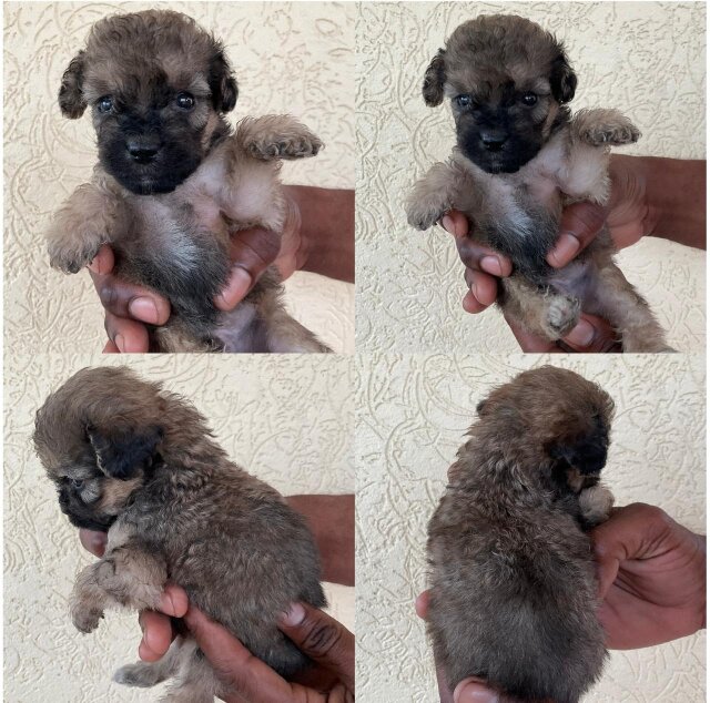 Cockerspniel Shih Tzu Mix