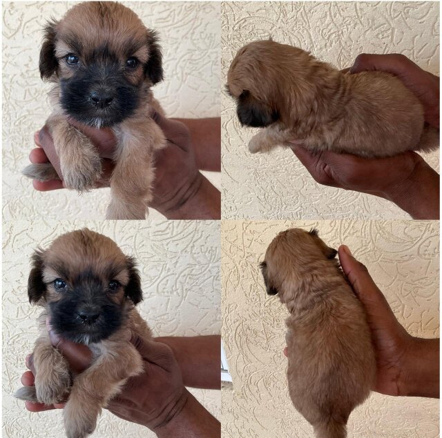 Cockerspniel Shih Tzu Mix