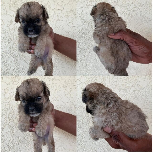 Cockerspniel Shih Tzu Mix