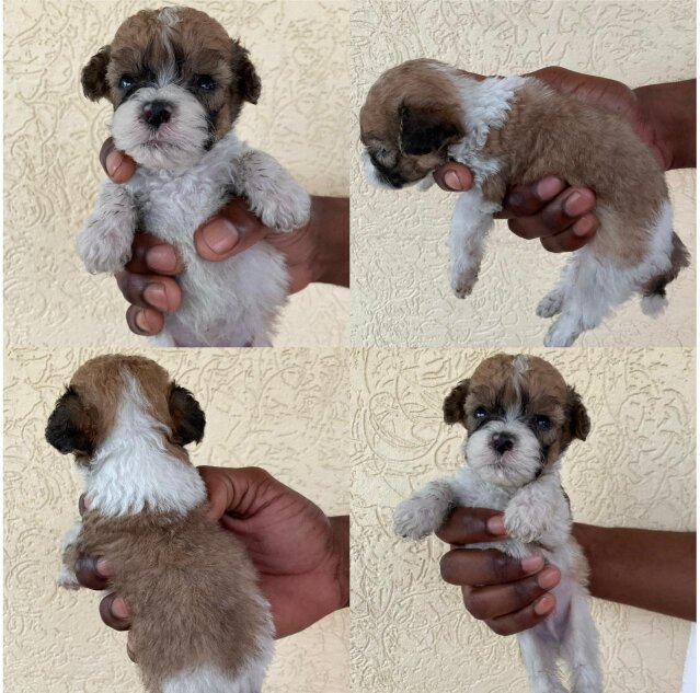 Cockerspniel Shih Tzu Mix Dogs Old Harbour
