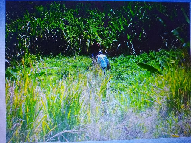 4 Acres Of Land