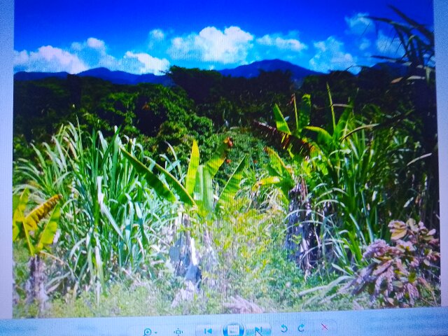 4 Acres Of Land