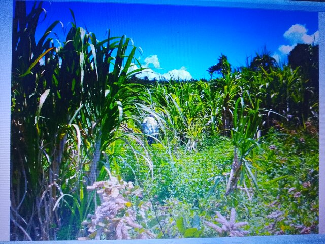 4 Acres Of Land
