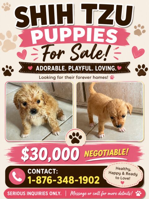 Shit Zu For Sale Dogs Montego Bay