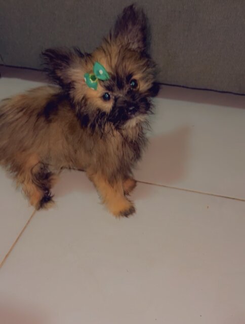 Female Pomeranian Mix