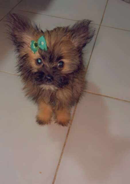 Female Pomeranian Mix