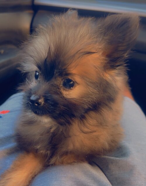 Female Pomeranian Mix Dogs Spanish Town
