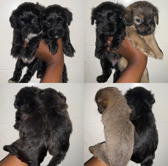 Cockerpoo Shih Tzu Mix