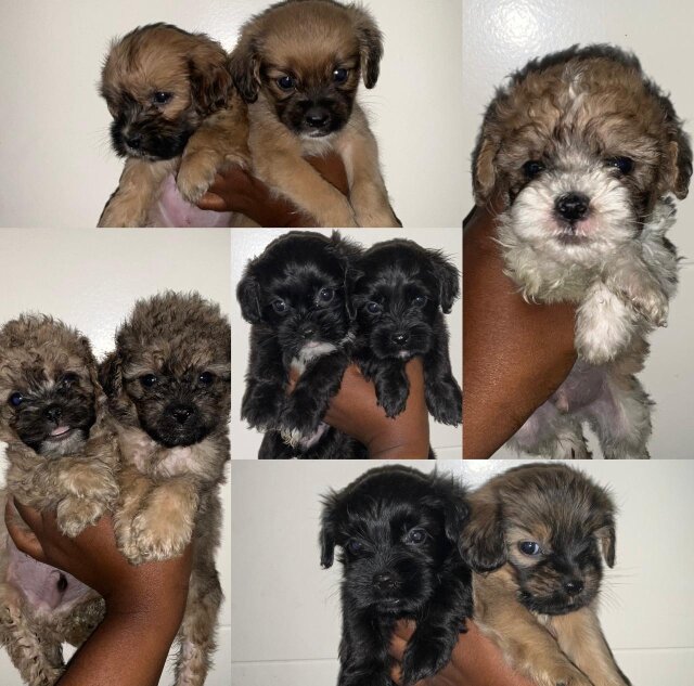 Cockerpoo Shih Tzu Mix Dogs Old Harbour
