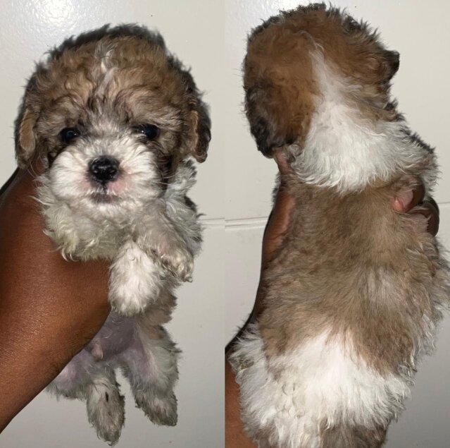 Cockerpoo Shih Tzu Mix