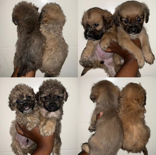 Cockerpoo Shih Tzu Mix