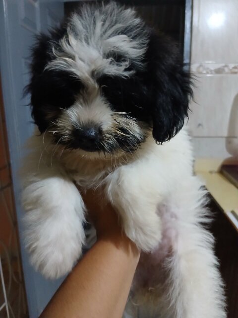 Shihpoo Female Puppy For Sale 40k Dogs May Pen