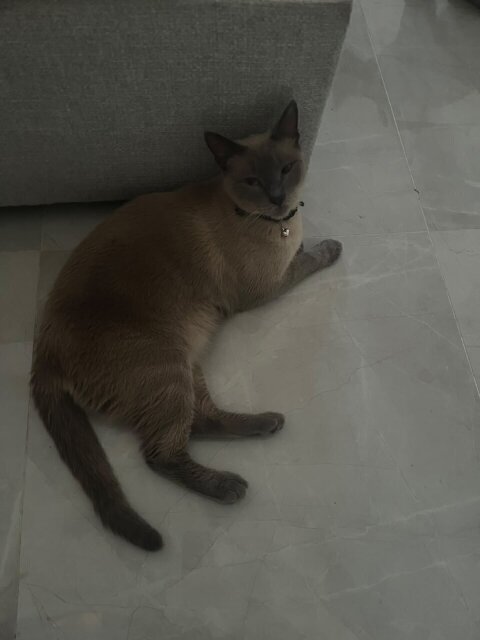 Pedigree Siamese Kittens Available!