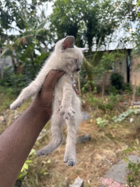 Pedigree Siamese Kittens Available!
