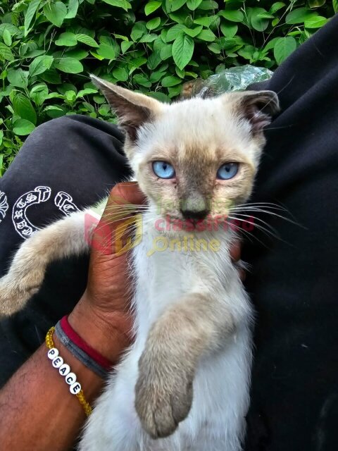 Pedigree Siamese Kittens Available!