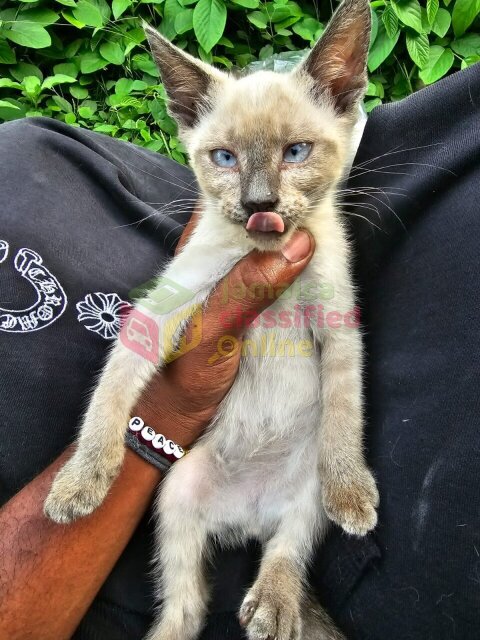 Pedigree Siamese Kittens Available!