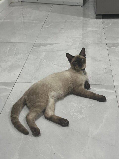 Pedigree Siamese Kittens Available!