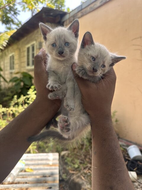 Pedigree Siamese Kittens Available!