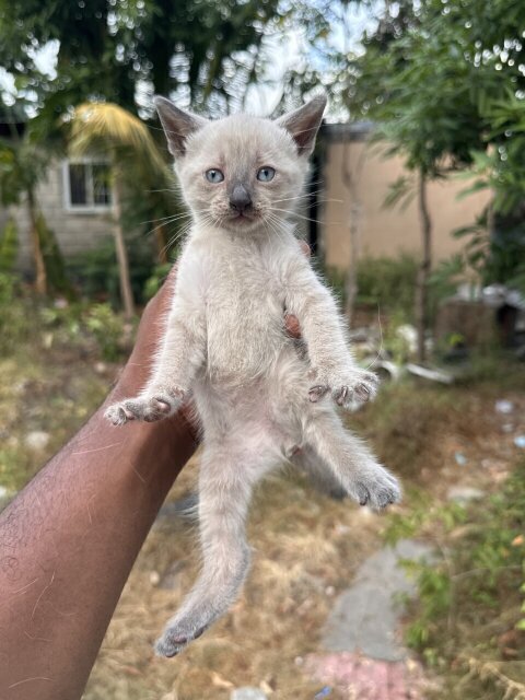 Pedigree Siamese Kittens Available!