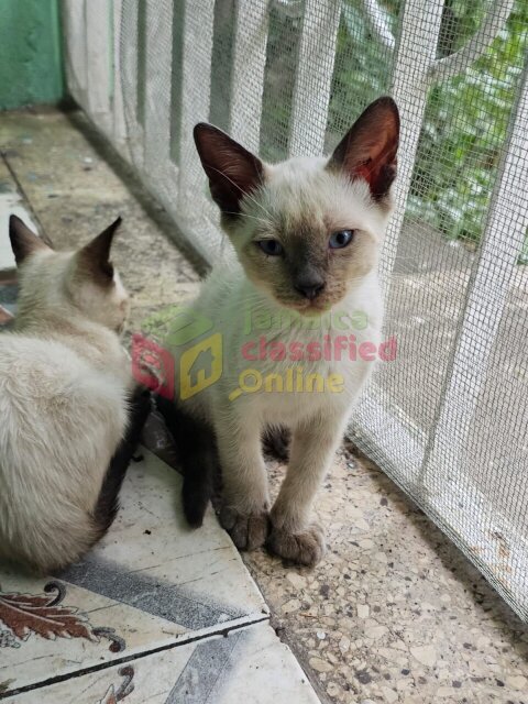Pedigree Siamese Kittens Available! Cats Norbrook