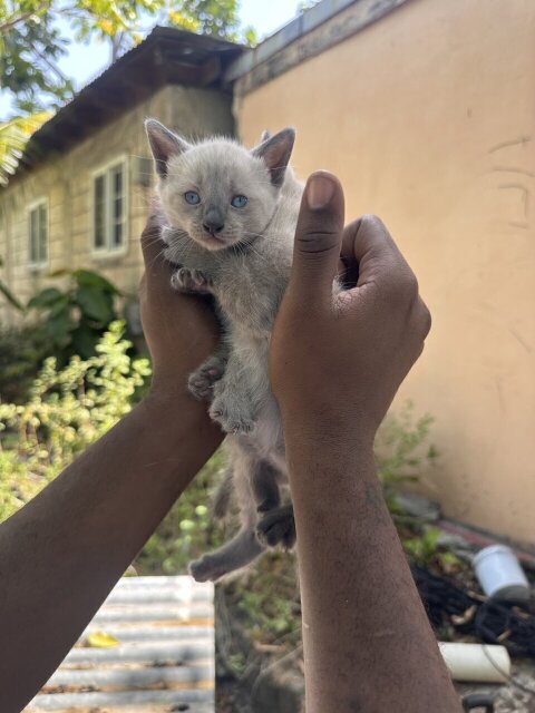 Pedigree Siamese Kittens Available!