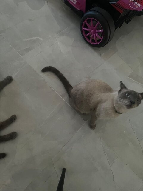 Pedigree Siamese Kittens Available!