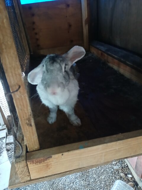 Rabbit